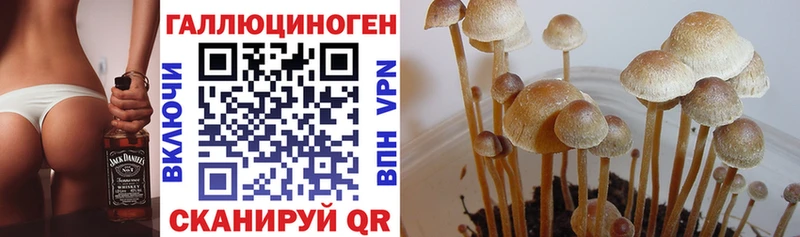 Галлюциногенные грибы MAGIC MUSHROOMS  Купить где  Прохладный 
